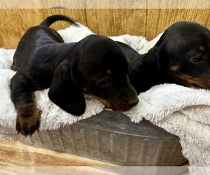 Dachshund Puppy for sale in CONCORDIA, MO, USA