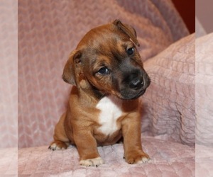 Jack Russell Terrier Puppy for sale in WYTHEVILLE, VA, USA