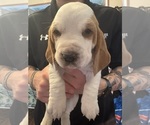 Small #4 Basset Hound