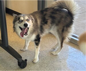 Pomsky Dogs for adoption in Plano, TX, USA