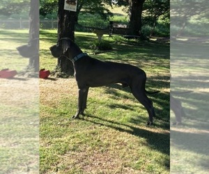 Father of the Great Dane puppies born on 12/17/2022