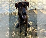 Small Labrador Retriever Mix