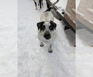 Great Dane-Unknown Mix Dogs for adoption in Frisco, CO, USA