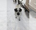 Small Great Dane Mix