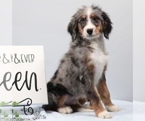 Bernedoodle (Miniature) Puppy for sale in LIVINGSTON, WI, USA
