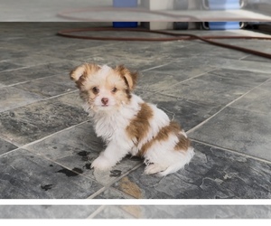 ShiChi Puppy for sale in HOUSTON, TX, USA