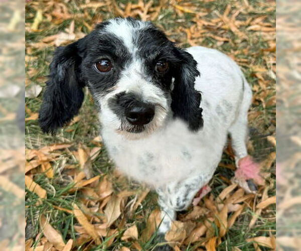 Medium Photo #9 Poodle (Toy) Puppy For Sale in Arlington, VA, USA