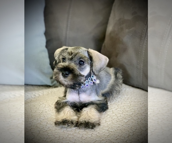 Medium Photo #7 Schnauzer (Miniature) Puppy For Sale in HESPERIA, CA, USA