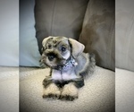Small Photo #7 Schnauzer (Miniature) Puppy For Sale in HESPERIA, CA, USA