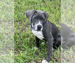 Small #2 Mutt