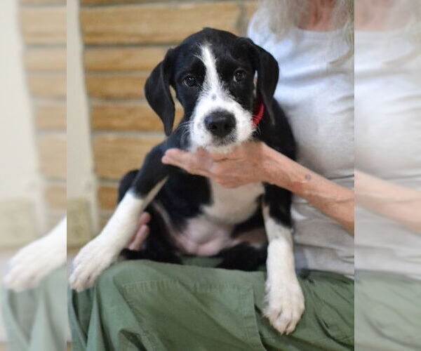Medium Photo #4 Border Collie-Unknown Mix Puppy For Sale in Enfield, CT, USA
