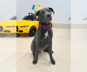 Mutt Dogs for adoption in Greenville, SC, USA