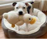 Small #10 American Pit Bull Terrier Mix