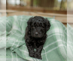 Small Photo #7 Goldendoodle Puppy For Sale in GREENBRIER, AR, USA