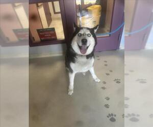 Siberian Husky Dogs for adoption in Santa Cruz, CA, USA