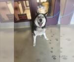 Small Siberian Husky