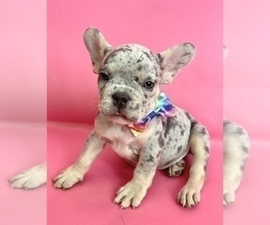 French Bulldog Puppy for Sale in DAYTON, Ohio USA