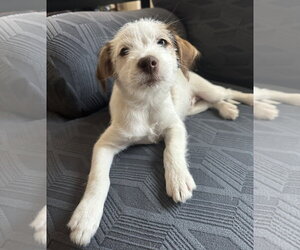 Papi-Poo Dogs for adoption in Rosenberg, TX, USA