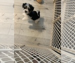 Small Photo #18 Morkie Puppy For Sale in FORT WORTH, TX, USA