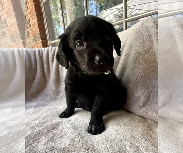 Medium Photo #1 Golden Retriever-Unknown Mix Puppy For Sale in OKLAHOMA CITY, OK, USA