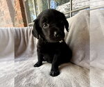 Small Golden Retriever Mix