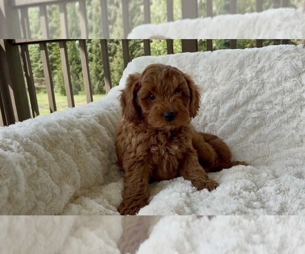 Medium Photo #10 Goldendoodle mix (+ Poodle Miniature) Puppy For Sale in RANDOLPH, WI, USA