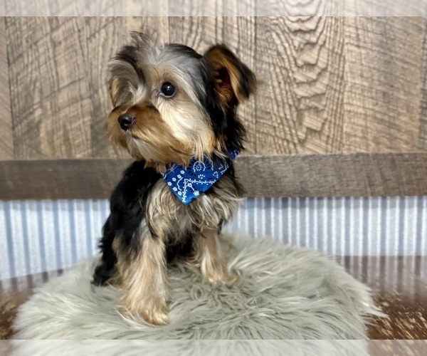 Medium Photo #9 Yorkshire Terrier Puppy For Sale in NAPPANEE, IN, USA