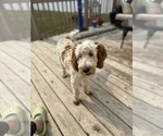 Small Photo #1 Goldendoodle Puppy For Sale in FREDERICA, DE, USA