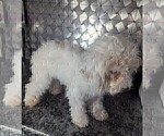 Small #2 Poodle (Toy)