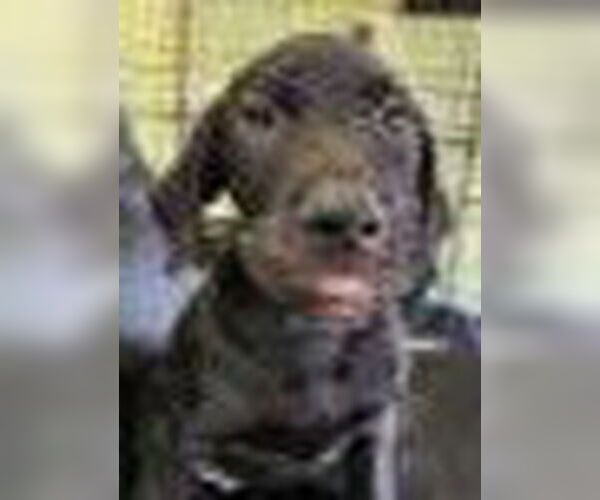 Medium Photo #1 Labrador Retriever-Unknown Mix Puppy For Sale in Royal Palm Beach, FL, USA