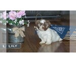 Small Photo #9 Shih Tzu Puppy For Sale in CLARE, MI, USA