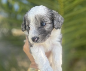 Aussiedoodle Miniature Puppy for sale in MENIFEE, CA, USA