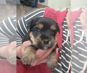 Yorkshire Terrier-Zuchon Mix Litter for sale in GREENWOOD, WI, USA