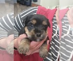Image preview for Ad Listing. Nickname: Litter of 4