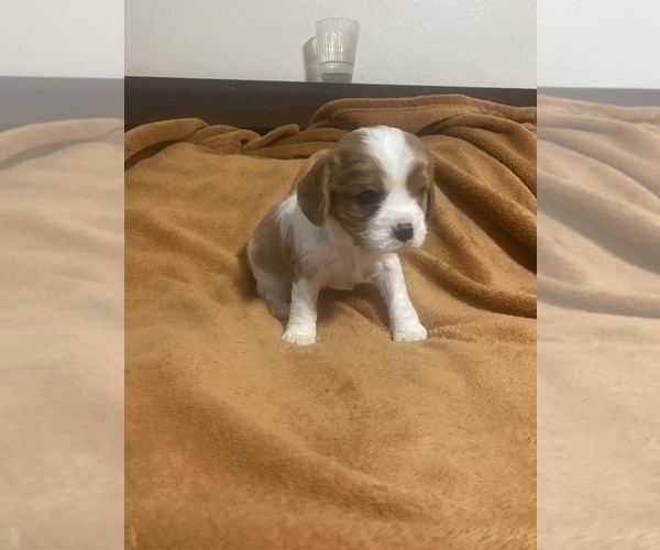 Medium Photo #1 Cavalier King Charles Spaniel Puppy For Sale in SANTA CRUZ, CA, USA