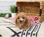 Small #5 Cavapoo (Miniature)