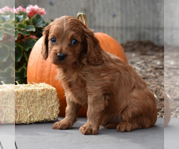 Medium Photo #5 Cavapoo Puppy For Sale in SUNBURY, PA, USA
