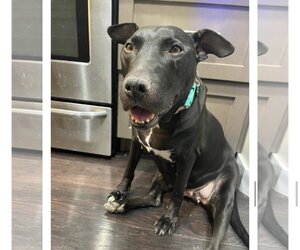 Sugar - Female American Pit Bull Terrier-Labrador Retriever Mix Dog for Adoption - Photo #5
