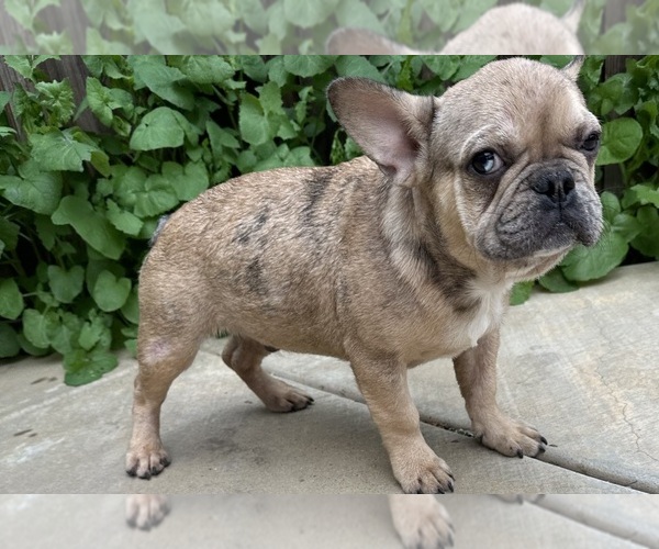 Medium Photo #6 French Bulldog Puppy For Sale in DISCOVERY BAY, CA, USA