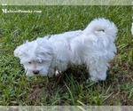 Small #8 Maltese