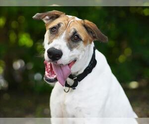American Foxhound-Unknown Mix Dogs for adoption in Tavares, FL, USA