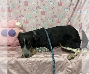 Mutt Dogs for adoption in Modesto, CA, USA