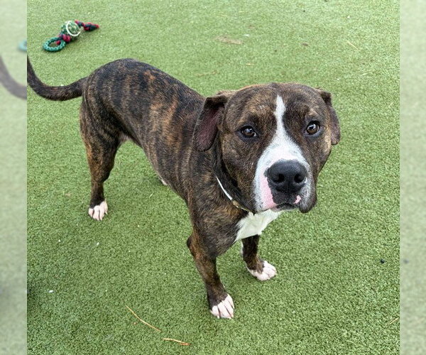 Medium Photo #1 American Pit Bull Terrier-Unknown Mix Puppy For Sale in Pasadena, TX, USA