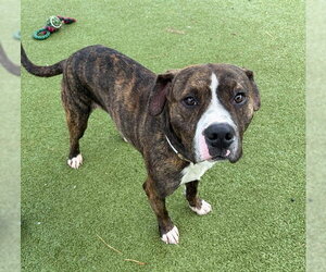 American Pit Bull Terrier-Unknown Mix Dogs for adoption in Pasadena, TX, USA