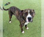 Small American Pit Bull Terrier Mix