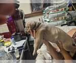 Small #2 Cane Corso