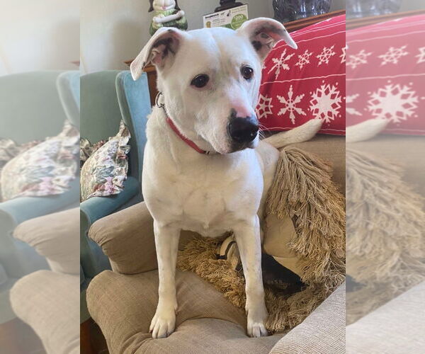 Medium Photo #4 Mutt Puppy For Sale in Osgood, IN, USA