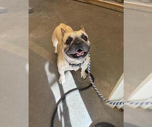 French Bulldog Dogs for adoption in Santa Cruz, CA, USA