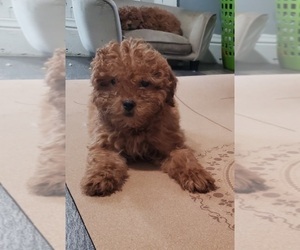 Goldendoodle (Miniature) Puppy for sale in ELKHART, IN, USA