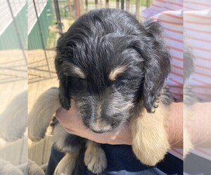 Goldendoodle Puppy for sale in FYFFE, AL, USA